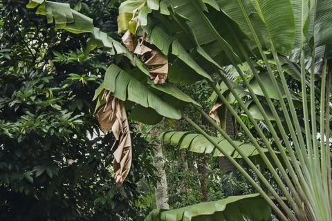 Banana tree Stock Photos
