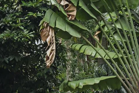 Banana tree Stock Photos