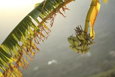 Banana tree Photos