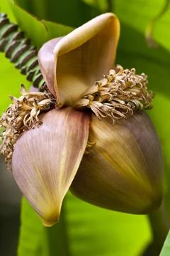 Banana tree Stock Photos