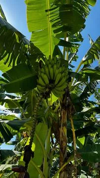 Banana tree Stock Photos