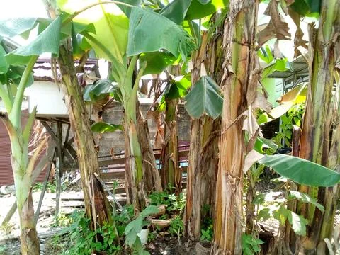 Banana tree Stock Photos