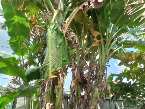 Banana tree Stock Photos