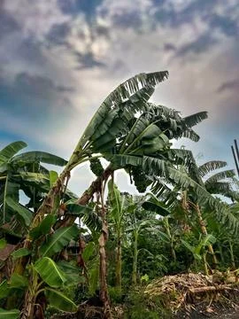 Banana Tree Stock Photos