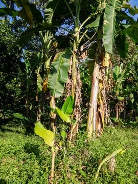 Banana Tree Stock Photos