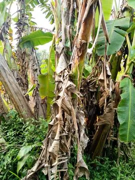 Banana Tree Stock Photos