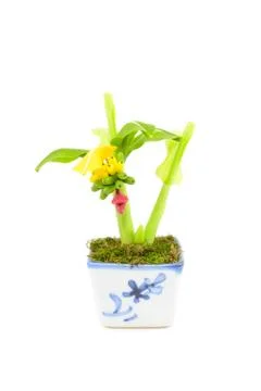 Banana tree plastic Stock Photos