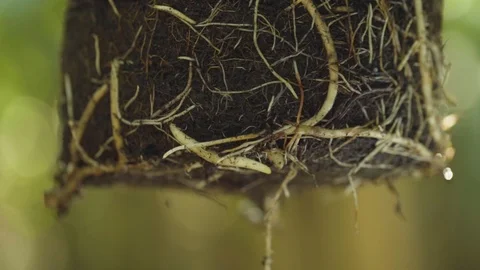 Banana tree root with soil Stock Footage 108738314