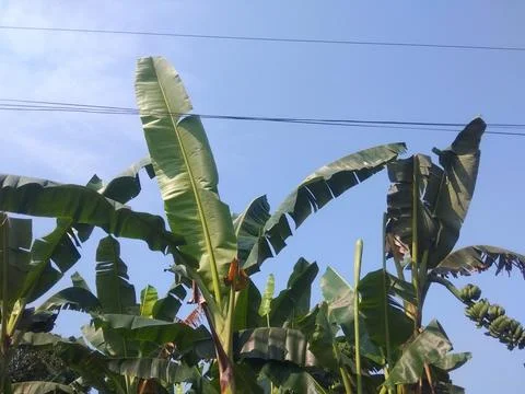 Banana tree with sky background Stock Photos
