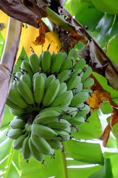 Banana tree with stem Stock Photos