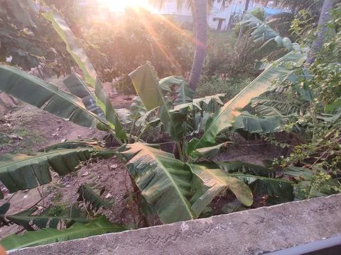 Banana tree with sunlight Stock Photos