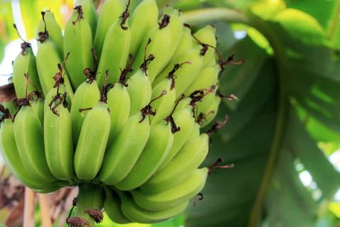Banana on tree with texture background. Stock Photos