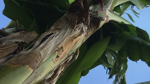 Banana tree time lapse with blue sky mixed with clouds Stock Footage 79608717