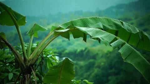 Banana tree in the tropics Stock Footage 74079276
