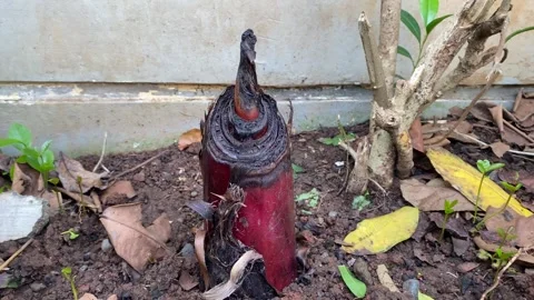 Banana tree trunk Stock Footage 321520291