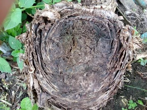Banana Tree Trunk Stock Photos
