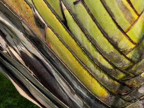 Banana Tree Trunk Texture, Abstract Green and Brown Pattern Featuring Foliage Stock Photos