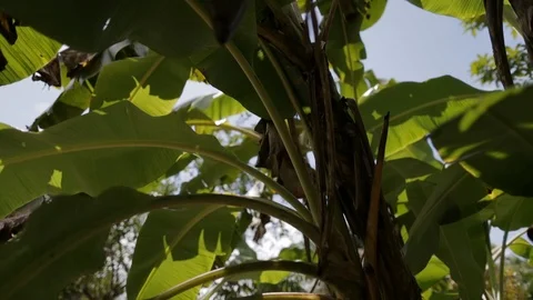 Banana Tree under the sun Video stock 101661054