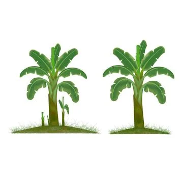 Banana tree vector design on a white background Stock Illustration