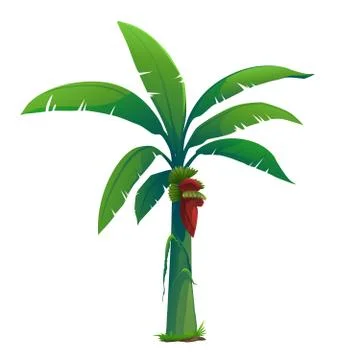 Banana tree vector picture. Stock Illustration