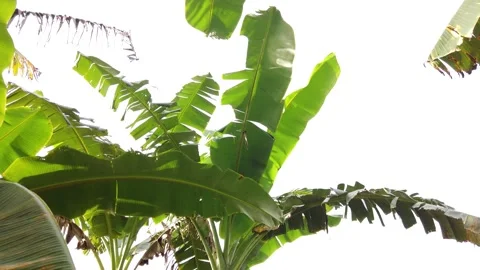 Banana tree view from top to bottom Stock Footage 209119895