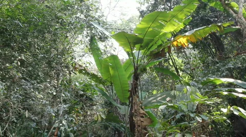 Banana Tree in the Wild Stock-Footage 664319