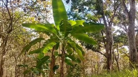 Banana Tree in the Wild Forest Stock-Footage 338374250