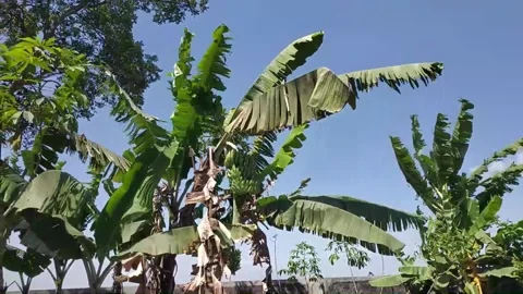 Banana tree wind Video stock 173111187