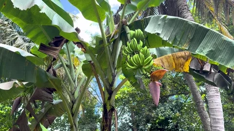 A banana tree on a windy day growing bananas and flowers Stock Footage 283897617
