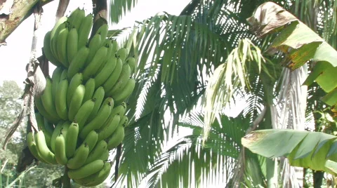 Banana trees 2 Video stock 461920