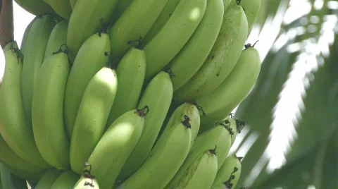 Banana trees 3 Stock Footage 461918