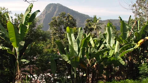 Banana trees against the backdrop of one of the mountain peaks Stock Footage 153044090