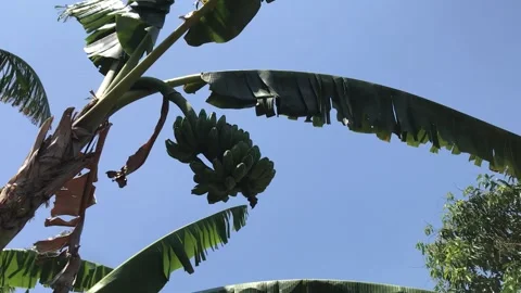 Banana trees and breezes Stock Footage 287610596