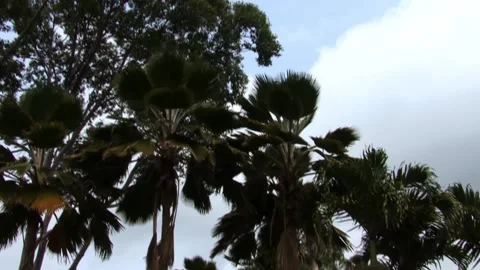 Banana trees and pineapple plants in Oahu Hawaii. Stock Footage 142114909