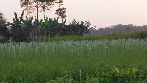 Banana Trees and Tuberose Field Stock Footage 326160053