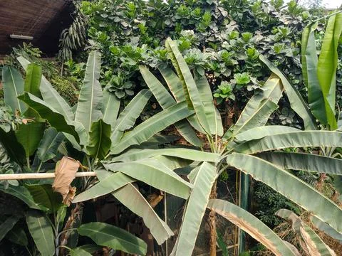 Banana trees arranged in the zoo Stock Photos