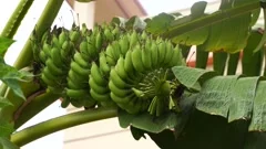 Green banana. Bunch of fresh green bananas on banana farm tree , #AFF, # Bunch, #fresh, #Green, #banana, #farm #ad