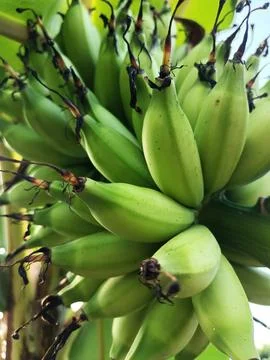Banana trees that bear fruit. Foto stock