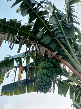 Banana trees that bear fruit. 写真素材