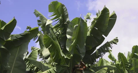 Banana trees, close-up, 4K Stock Footage 221275170
