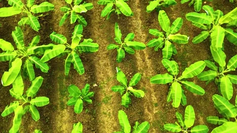 Banana Trees - Close up - Orbiting Shot By a Drone Video stock 254267025