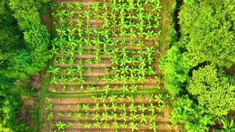 Banana Trees - Drone View - Backwards Stock-Footage 254265698