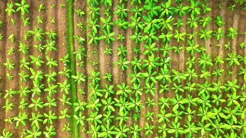 Banana Trees - Drone View - Downwards Stock Footage 254266318