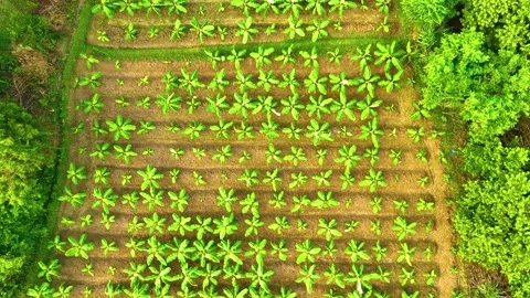 Banana Trees - Drone View - Forwards Video stock 254265574