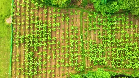 Banana Trees - Drone View - Rightwards Stock Footage 254265900