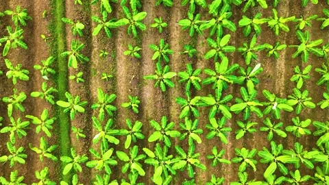 Banana Trees - Drone View - Upwards Stock Footage 254266540