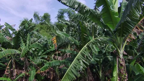 Banana Trees in A Field Stock Footage 220910195