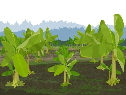 Banana Trees Field Stock Illustration