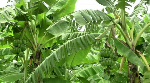 Banana trees Stock Footage 774639