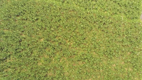 Banana trees Stock Footage 107038832